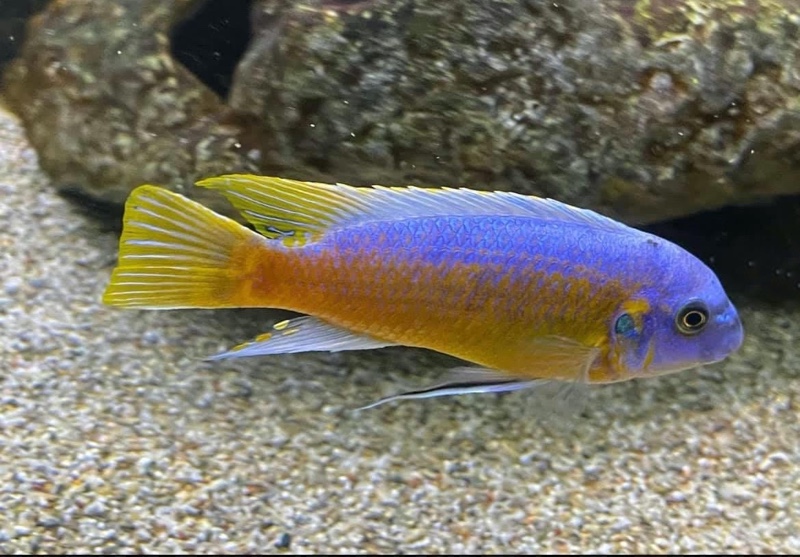 Labeotropheus fuelleborni 'Katale Island'